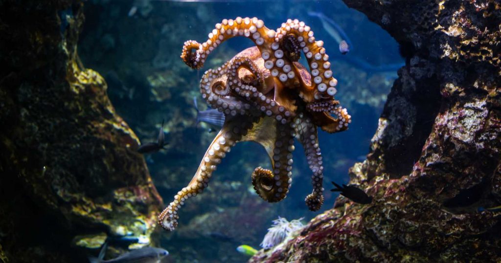 Octopuses possess roughly 500 million neurons distributed across their body, with two-thirds located in their arms rather than their central brain, meaning each arm can taste, problem-solve, and react to stimuli independently of whatever the octopus is otherwise paying attention to. Featured Image