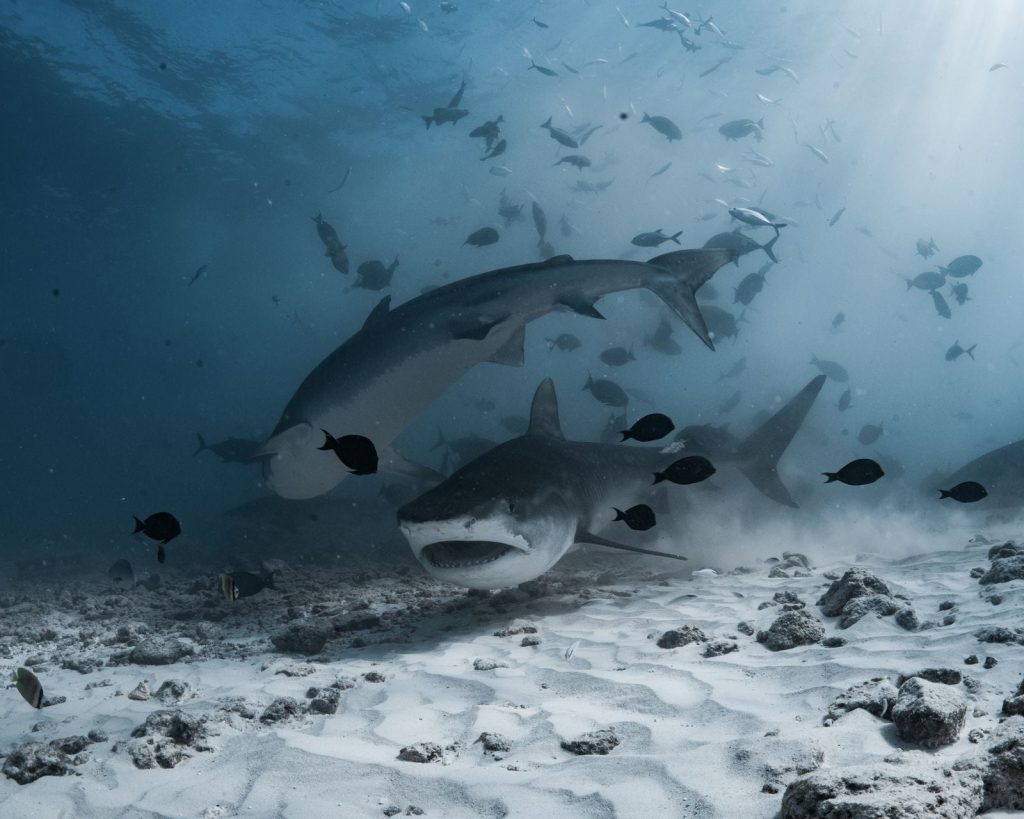 A Greenland shark caught in 2016 was carbon-dated to roughly 400 years old, meaning it was already swimming the Arctic when Shakespeare was writing Hamlet — and biologists still can't explain how its cells resist ageing